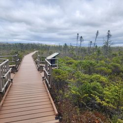 Orono Bog Boardwalk - Bog Boardwalk