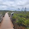 Orono Bog Boardwalk gift card