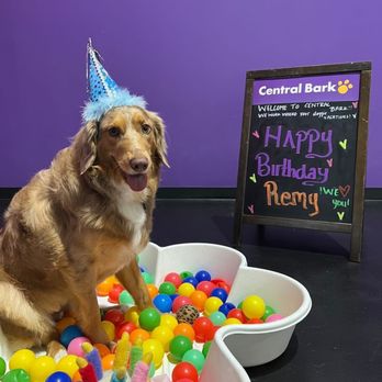 Central Bark Orlando East - Pet Groomers Near Me - Orlando, Florida Central Bark Orlando East - Pet Groomers Near Me - Orlando, Florida