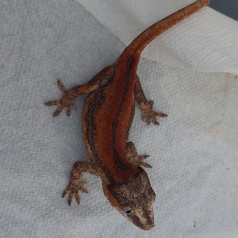 JTK Reptiles - Wide red stripe gargoyle gecko - Reptile Shops Near Me - Long Beach, California JTK Reptiles - Wide red stripe gargoyle gecko - Reptile Shops Near Me - Long Beach, California