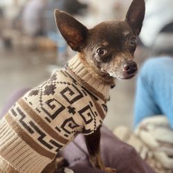 Island Pooch Dog Walking / Pet Sitting - The Island Pooch mascot himself , Buck. Sporting his Pendleton Sweater !