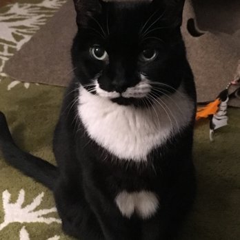 Katie's Kitty - Pet Sitting Near Me - New york, New York Katie's Kitty - Pet Sitting Near Me - New york, New York
