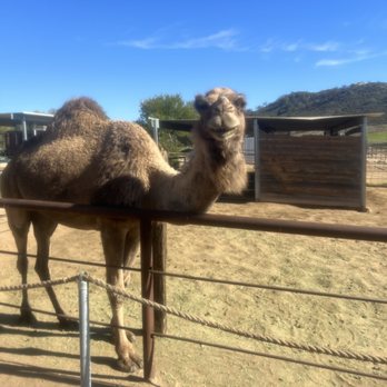 Oasis Camel Dairy - Camel from Oasis Camel Dairy - Attraction Farms Near Me - Ramona, California Oasis Camel Dairy - Camel from Oasis Camel Dairy - Attraction Farms Near Me - Ramona, California