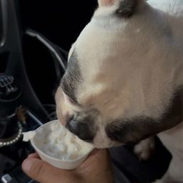 Pup cup! Pup cup!