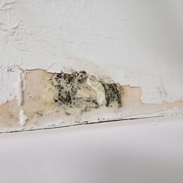 black mold