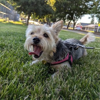 K9 Cancun - Pet Boarding Near Me - Citrus Heights, California K9 Cancun - Pet Boarding Near Me - Citrus Heights, California