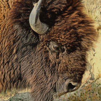 Theodore Roosevelt National Park - Lone Bison - stop to smell the flowers - Parks Near Me - Medora, North Dakota Theodore Roosevelt National Park - Lone Bison - stop to smell the flowers - Parks Near Me - Medora, North Dakota