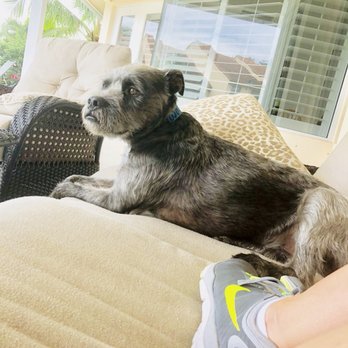 Pet Sitting PBG - Dog Walkers Near Me Pet Sitting PBG - Dog Walkers Near Me