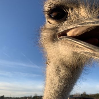 Ostrichland USA - Attraction Farms Near Me - Solvang, California