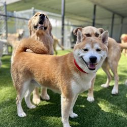 Paw Commons Pet Resort - Hillcrest