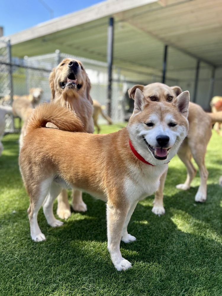 Paw Commons Pet Resort - Hillcrest - pet boarding facility in San Diego, CA