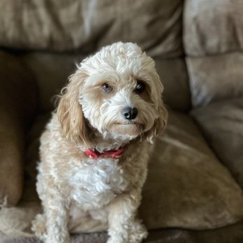 The Educated Dog - Pet Training Near Me