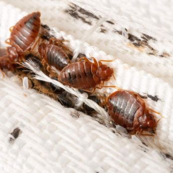 Raymax Pest Control - Pest Control Near Me - Pico Rivera, California Raymax Pest Control - Pest Control Near Me - Pico Rivera, California