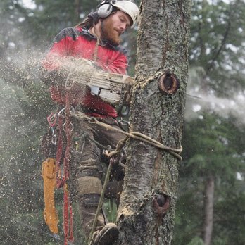 Taproot Tree Care - Tree Services Near Me Taproot Tree Care - Tree Services Near Me