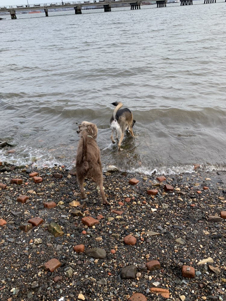 TOP DOG PET CARE Updated October 2024 13 Photos Jersey City, New