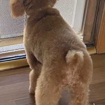 Magic Mirror Pet Grooming - After - Pet Groomers Near Me - Lancaster, California