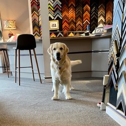 Gary's Art & Frame Shop - Finn, says Welcome!