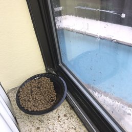Cat food left from a previous guest which was not removed by housekeeping before our arrival.