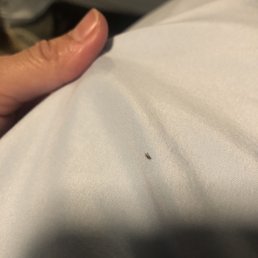 Dead bugs found in our bed