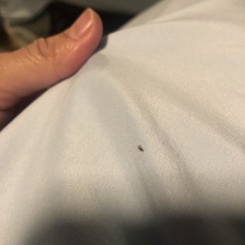 Hi-Desert Dwellings - Dead bugs found in our bed - Property Management Near Me