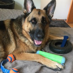 turner and hooch puppy