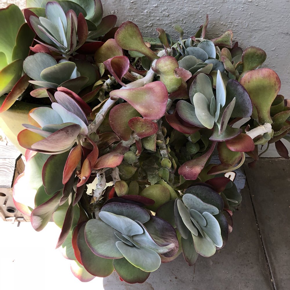 Poot's Cactus Nursery - Nurseries & Gardening Near Me - Ripon, California Poot's Cactus Nursery - Nurseries & Gardening Near Me - Ripon, California