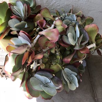 Poot's Cactus Nursery - Nurseries & Gardening Near Me - Ripon, California