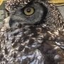 Photo of Yarak Birds of Prey
