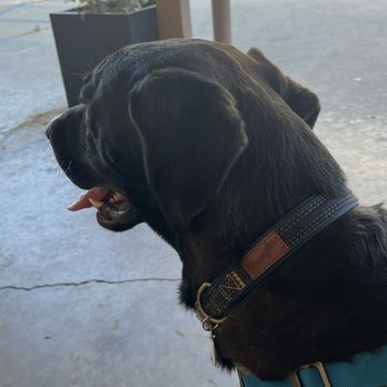Rose City Veterinary Hospital - Veterinarians Near Me - Pasadena, California