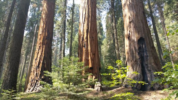 Kings Canyon Visitor Center by null