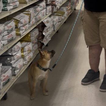 PetSmart - Training class for puppy - Pet Training Near Me - Hillsboro, Oregon