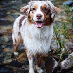 North Idaho Aussies - We are an Australian shepherd kennel located in North Idaho.