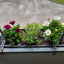 Neue Balkon Bepflanzung von Blumen Risse (29.04.2022) H.S