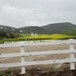 Norwegian Grade - Winter rains green the hills, and give rise to mustard plants.