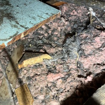 Meadowlark Property Inspections - Dead bird and rodent feces in attic, unreported - Home Inspectors Near Me Meadowlark Property Inspections - Dead bird and rodent feces in attic, unreported - Home Inspectors Near Me