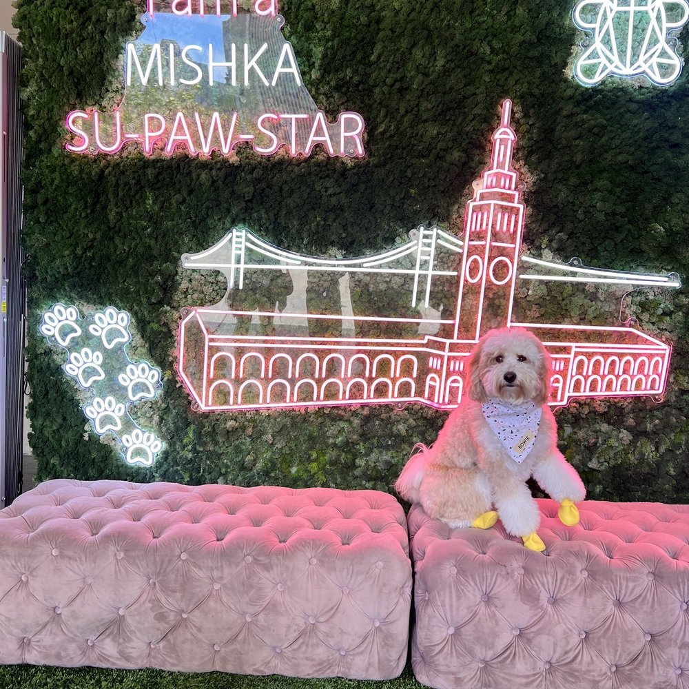 Mishka - Pet Stores Near Me - San Francisco, California Mishka - Pet Stores Near Me - San Francisco, California