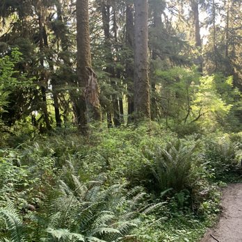 Hoh Rainforest - Hiking Near Me - Forks, Washington Hoh Rainforest - Hiking Near Me - Forks, Washington