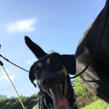 Exclusive Dog Training - Pet Training Near Me - Marlton, New Jersey Exclusive Dog Training - Pet Training Near Me - Marlton, New Jersey