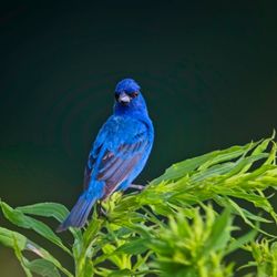 Five Rivers Environmental Center - Indeed, it's indigo!