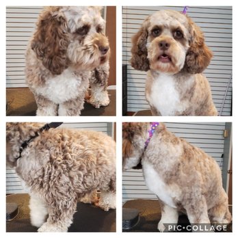 Handy Cuts Grooming - Lilly - Pet Groomers Near Me - Durhamville, New York Handy Cuts Grooming - Lilly - Pet Groomers Near Me - Durhamville, New York