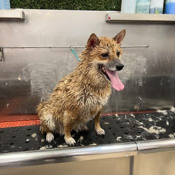 Pet Haven Grooming - An update I received of my dog Laika during her coconut mud bath! - Pet Groomers Near Me - Burbank, California