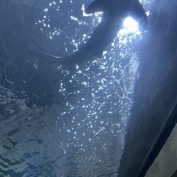 Downtown Aquarium - Museums Near Me - Denver, Colorado Downtown Aquarium - Museums Near Me - Denver, Colorado