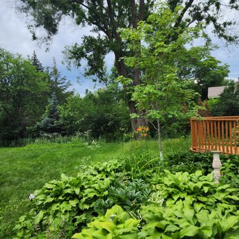 Minnehaha Falls Landscaping - This red maple was just planted last year, I can't wait to watch it grow - Landscape Architects or Designers Near Me - Minneapolis, Minnesota Minnehaha Falls Landscaping - This red maple was just planted last year, I can't wait to watch it grow - Landscape Architects or Designers Near Me - Minneapolis, Minnesota