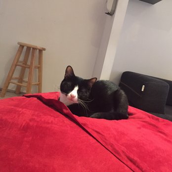 Koneko - 5pm is nap time for the kitties if you prefer a mellow time with them - Breakfast & Brunch Near Me - New York, New York