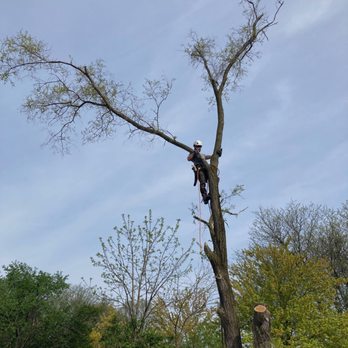 Gecko Tree Care - Tree Services Near Me Gecko Tree Care - Tree Services Near Me