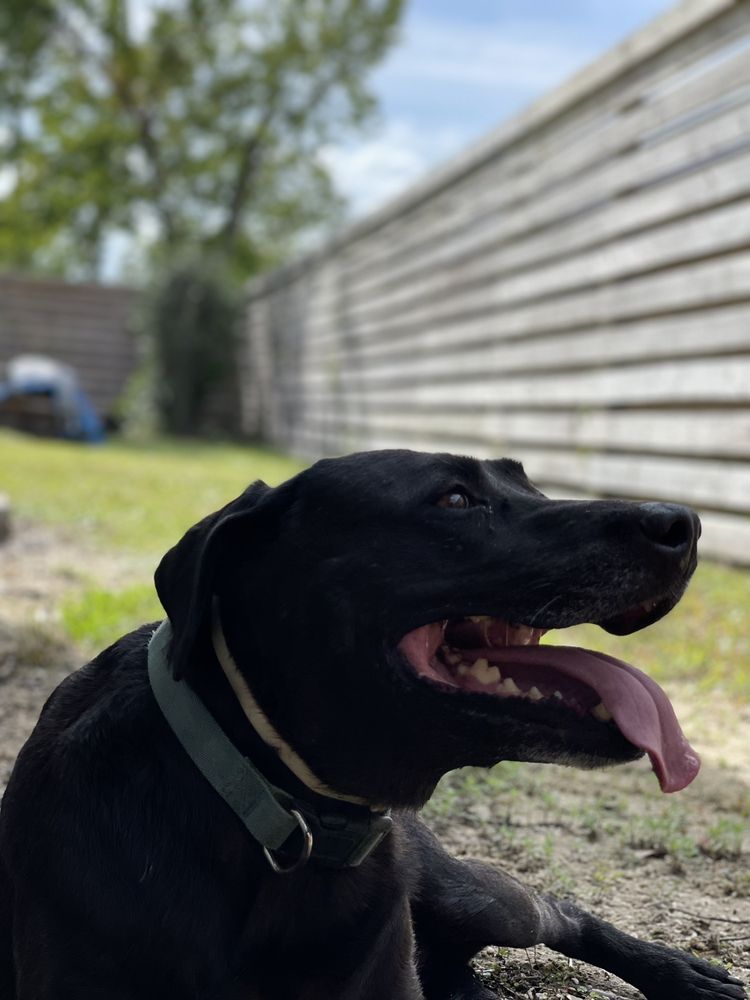 BARKS BUBBLES N BEAUXS 17 Photos & 12 Reviews 2101 8th St, Harvey