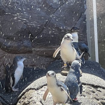 International Antarctic Centre - Museums Near Me - Christchurch, CAN International Antarctic Centre - Museums Near Me - Christchurch, CAN