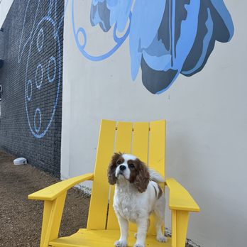 At Fault - dog friendly!!! - Pickleball Near Me - Farmers Branch, Texas At Fault - dog friendly!!! - Pickleball Near Me - Farmers Branch, Texas