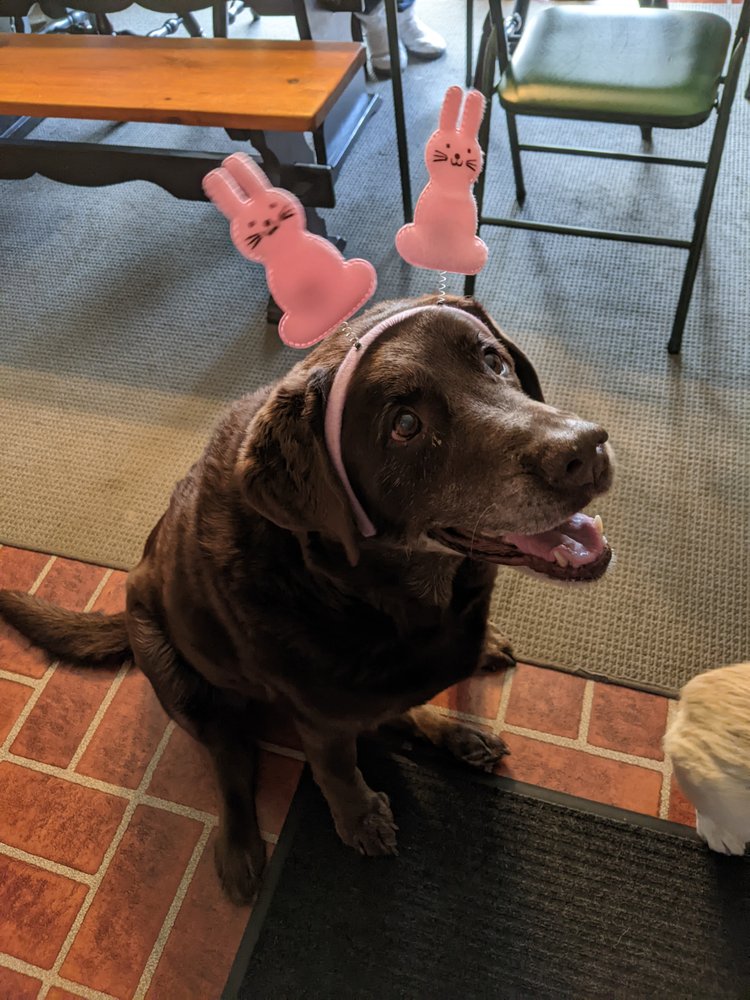 CORFU/DARIEN VETERINARY CLINIC Updated September 2024 13 Photos