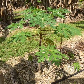 Going Bananas - Baby Papaya Tree! - Nurseries & Gardening Near Me - Homestead, Florida Going Bananas - Baby Papaya Tree! - Nurseries & Gardening Near Me - Homestead, Florida